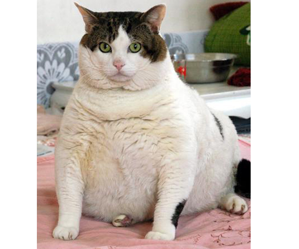 A Really Fat Cat 93