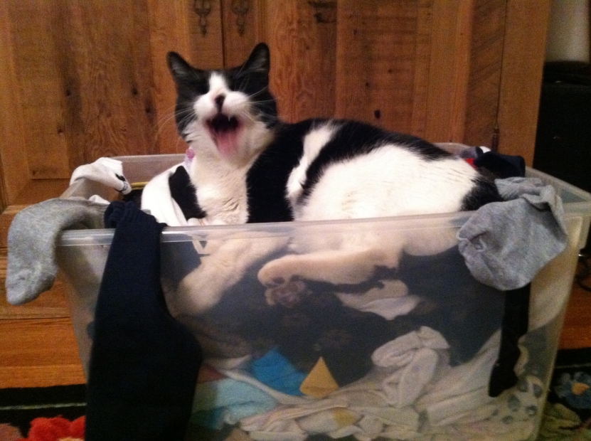 Fuddles yawns in laundry basket