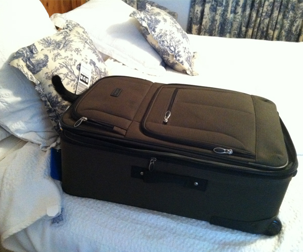 Felix in suitcase